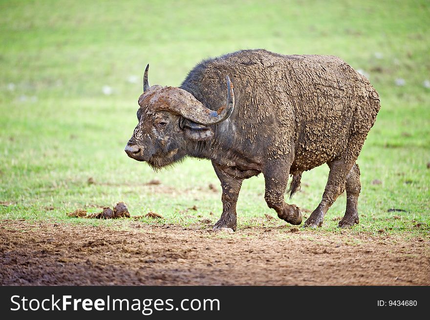 A mud caked bad tempered Buffalo approaches the water. A mud caked bad tempered Buffalo approaches the water
