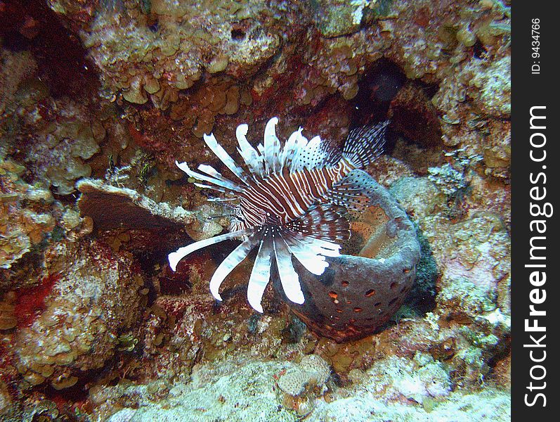 A lionfish surveys a barrel sponge off the coast of san salvador, bahamas - in the bahamas, lionfish are considered a pest, accidentally relocated into the atlantic / carribean waters from the south pacific;. A lionfish surveys a barrel sponge off the coast of san salvador, bahamas - in the bahamas, lionfish are considered a pest, accidentally relocated into the atlantic / carribean waters from the south pacific;