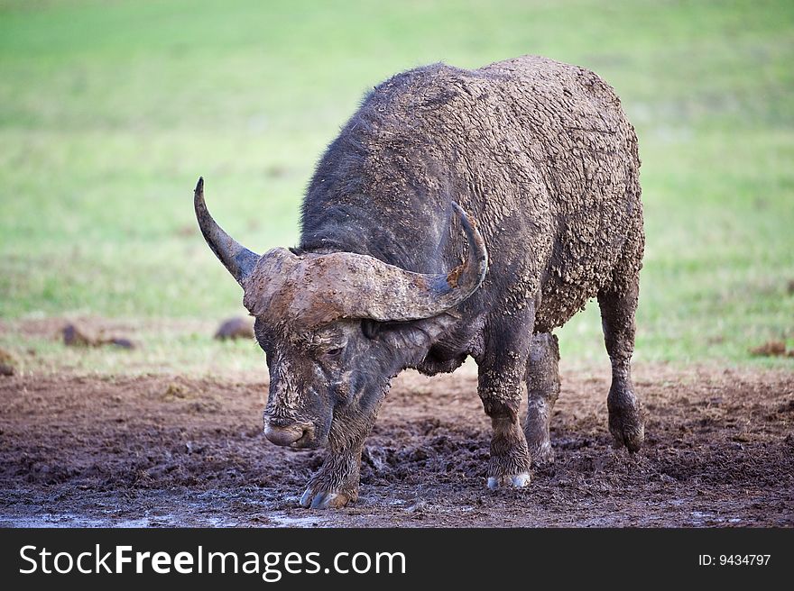 A bad tempered Buffalo warns the photographer. A bad tempered Buffalo warns the photographer