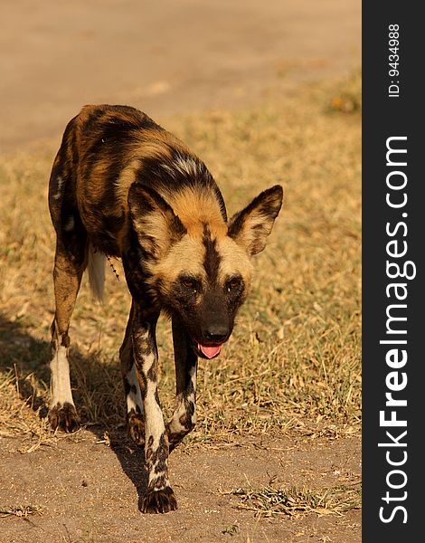 Wild dogs (painted) in Sabi Sand, South Africa. Wild dogs (painted) in Sabi Sand, South Africa