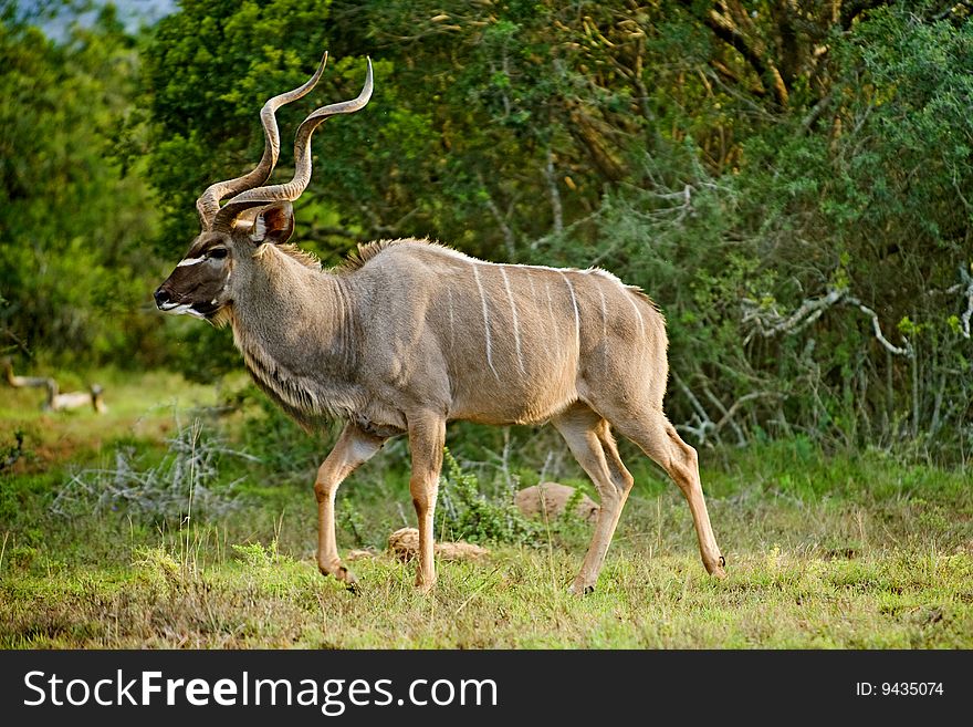 A rutting Kudu Bull looking for females. A rutting Kudu Bull looking for females