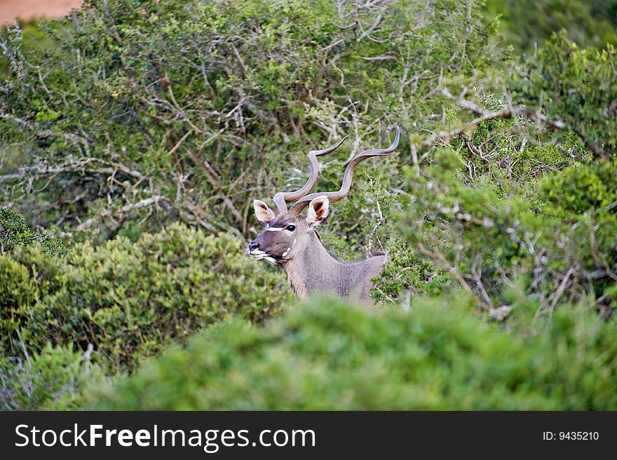 A large kudu bull with long horns peers through the bush. A large kudu bull with long horns peers through the bush