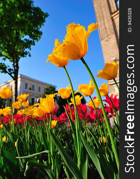 Rows of tulips against blue sky