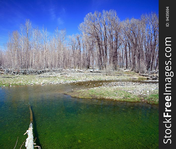 A panoramic of a still pond and trees in Montana.  A fallen tree rests in the pond.