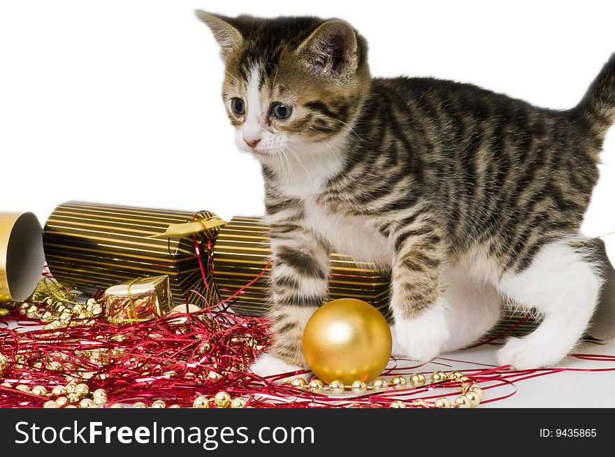 Bengal Kitten playing with Christmas Decorations