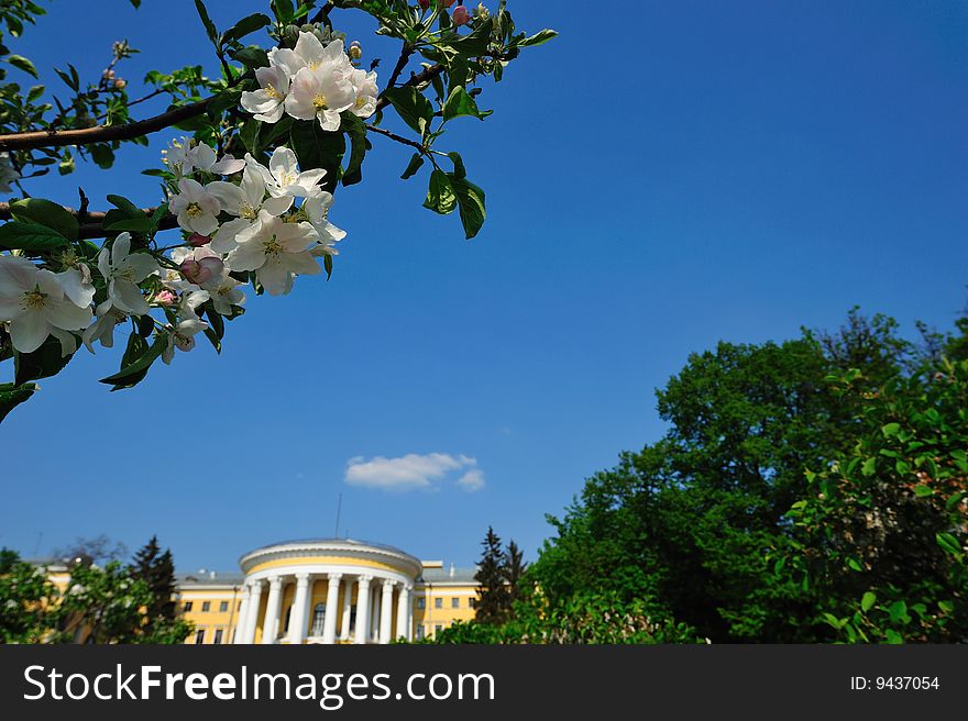 Photograph of white blossoms with the palace on a background