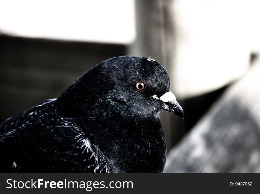 Black Pigeon shot in Paris, France.
