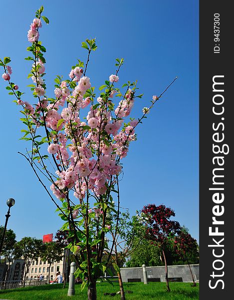 Photograph of pink blooming cherry-tree. Photograph of pink blooming cherry-tree