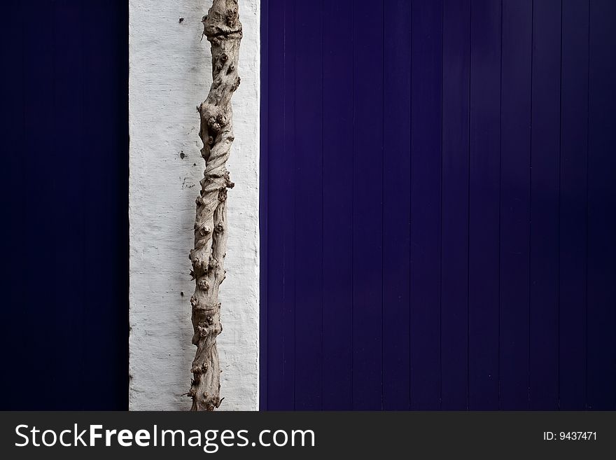 A knotty twisted tree bark (trunk) against a white and blue wall. A knotty twisted tree bark (trunk) against a white and blue wall