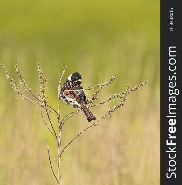 The bunting bird on dried weed