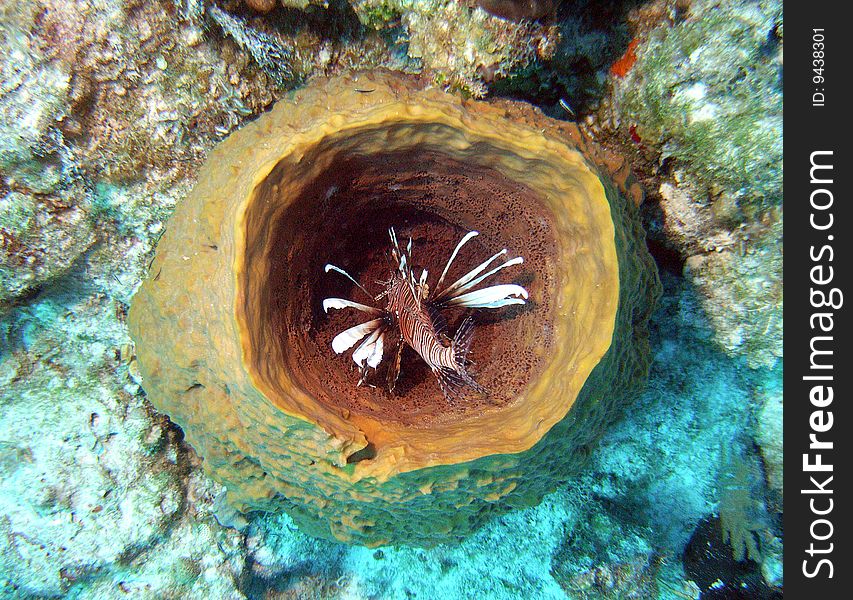 Off the coast of san salvador, bahamas, a lionfish searching for food checks the interior of a barrel sponge; lionfish in the bahamas are considered a pest due to no natural predators;. Off the coast of san salvador, bahamas, a lionfish searching for food checks the interior of a barrel sponge; lionfish in the bahamas are considered a pest due to no natural predators;