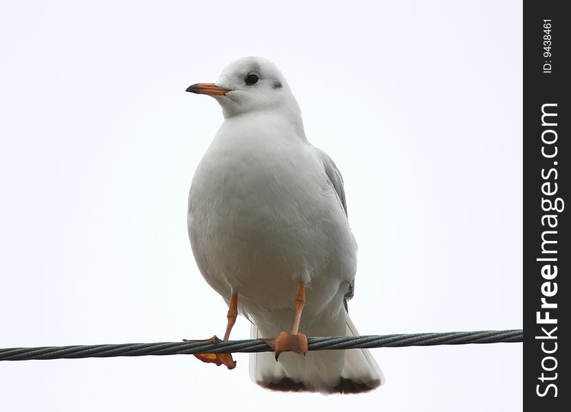 A sea gull on the wire with pure background