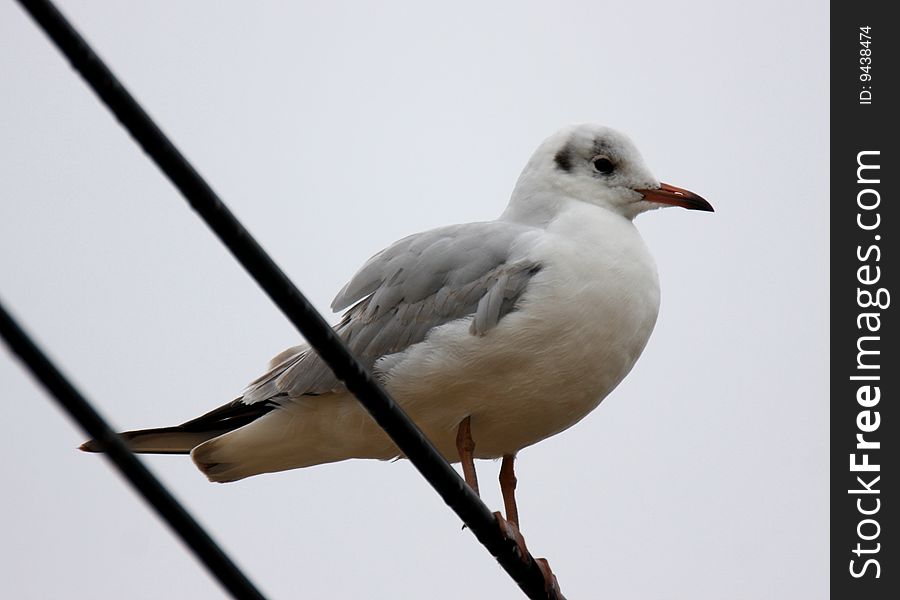 A sea gull on the wire