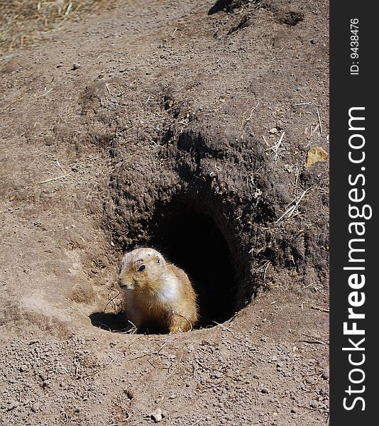 Prairie dog exiting his burrow into the sunshine. Prairie dog exiting his burrow into the sunshine