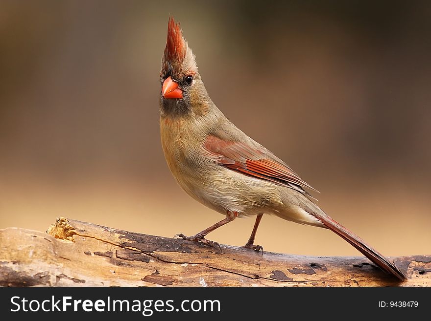 Cardinal posing..