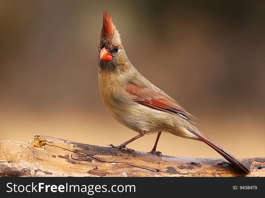 Cardinal Posing..