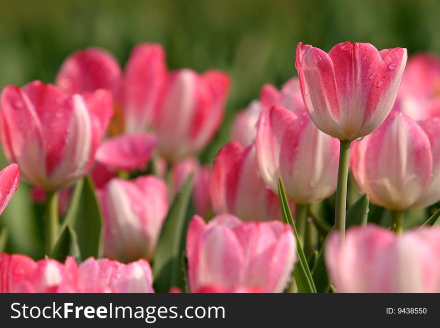 The pink tulips against the green leaf