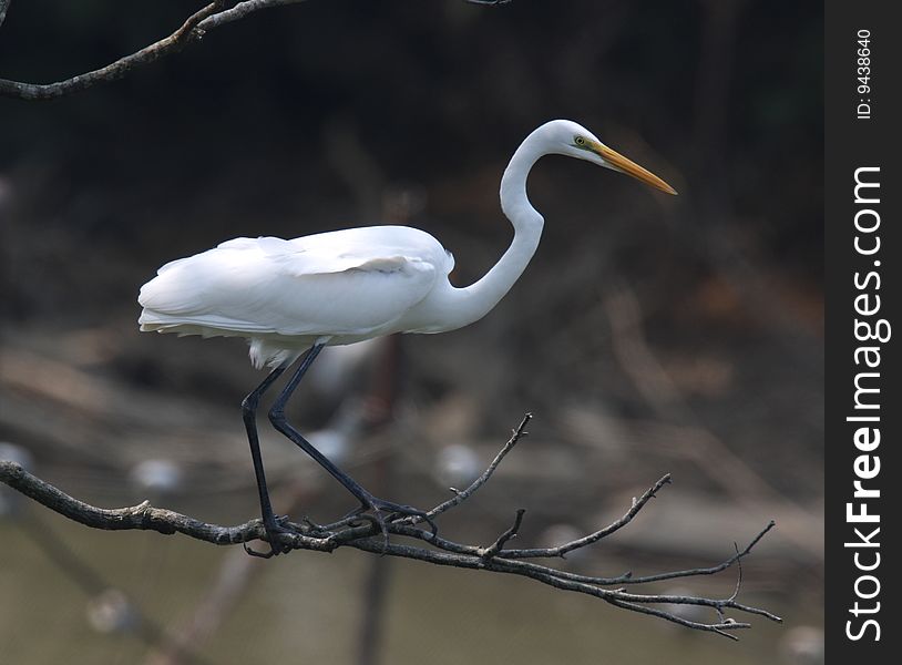 Egret on branch against pure background