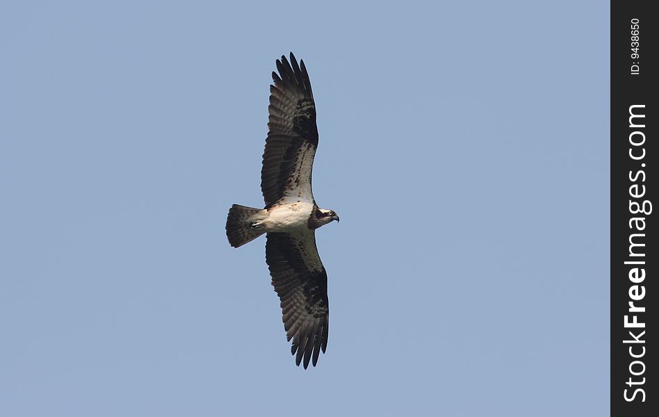 An osprey fly with pure background. An osprey fly with pure background