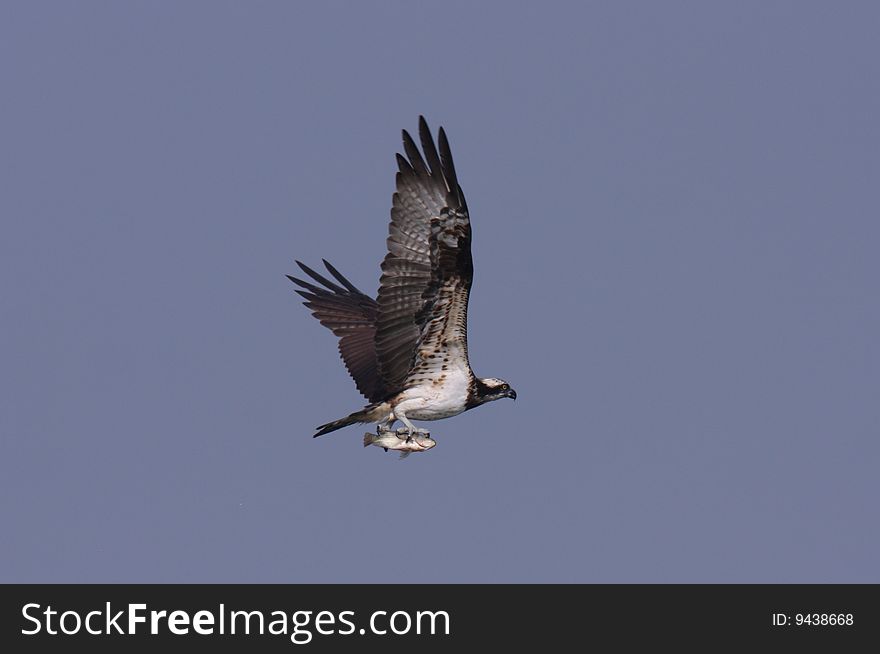 An osprey fly with pure background. An osprey fly with pure background