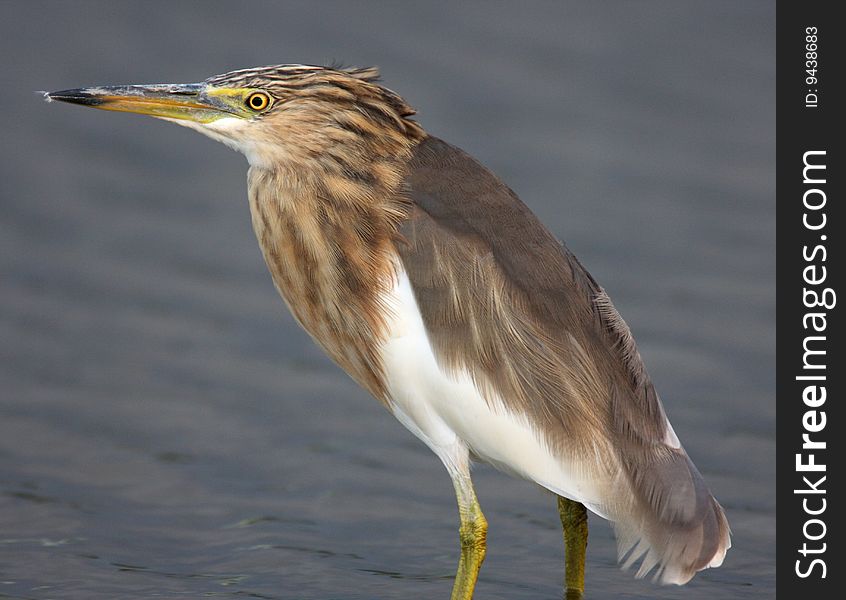 Egret in water against pure background