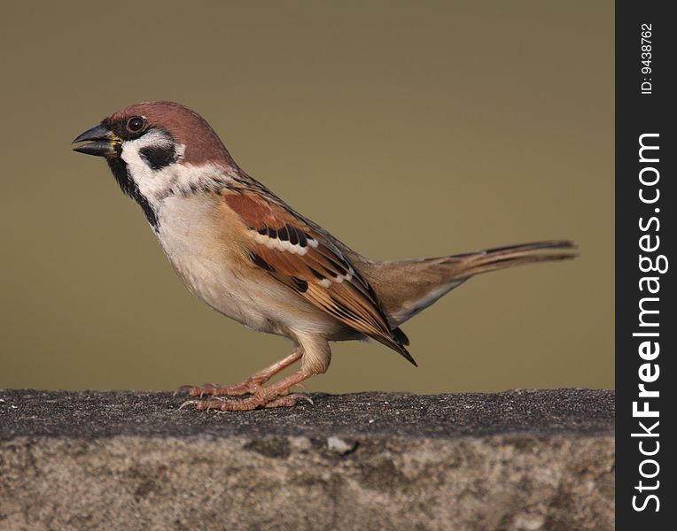 Sparrow on the wall against pure background