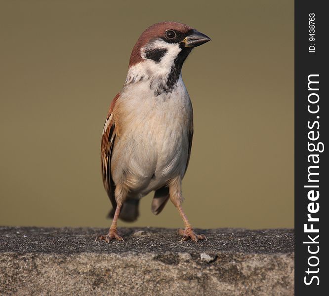 Sparrow on the wall against pure background