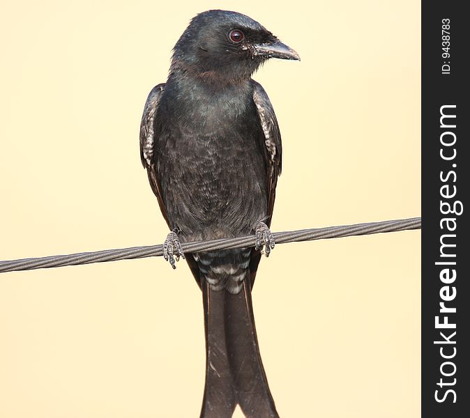 Wild bird on steel wire against pure background