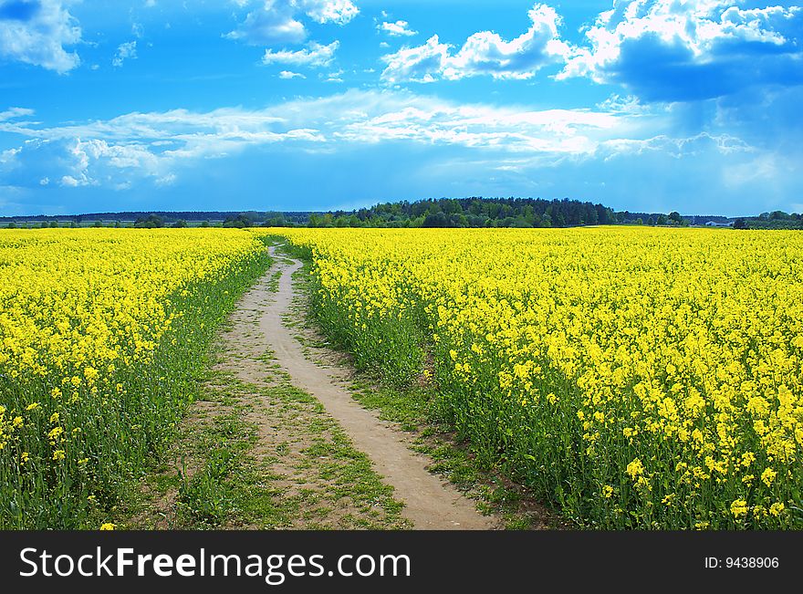 Field in a sunny day