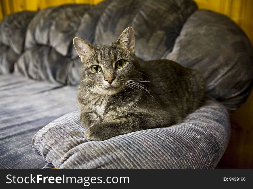 Cat On Couch