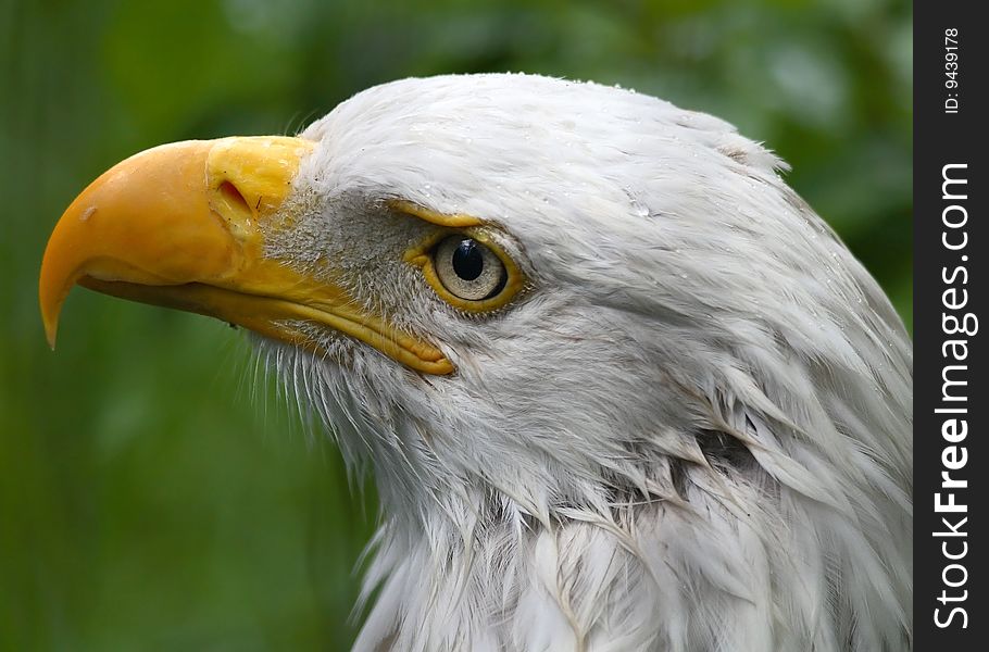 Head shot of bald eagle