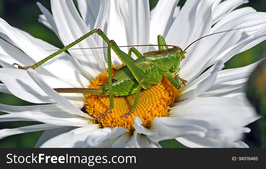 Flower, Oxeye Daisy, Pollen, Insect