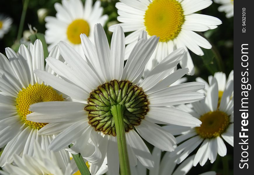 Flower, Oxeye Daisy, Plant, Daisy Family