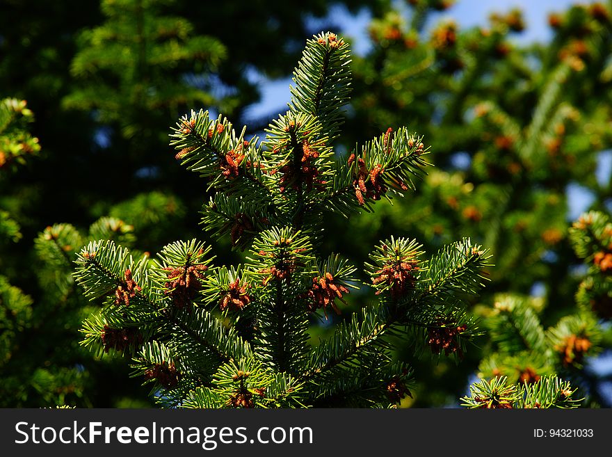 Spruce, Vegetation, Pine Family, Tree