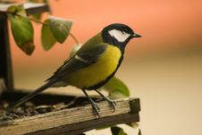 Titmouse Royalty Free Stock Photography