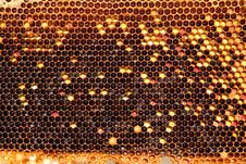 Bees On Honeycomb Stock Photos Bees On Honeycomb Stock Photos