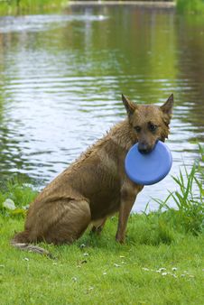Dog With Frisbee Playng In The Water Stock Photo Dog With Frisbee Playng In The Water Stock Photo
