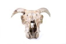 Dead Sheep Skull Stock Photography