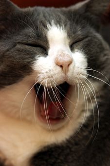 Yawning, Tired Cat Stock Image