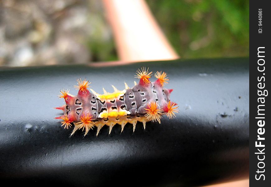 Caterpillar, found on handrail in coastal New South Wales, Australia.
You better look what you touch in OZ ... . Caterpillar, found on handrail in coastal New South Wales, Australia.
You better look what you touch in OZ ... .
