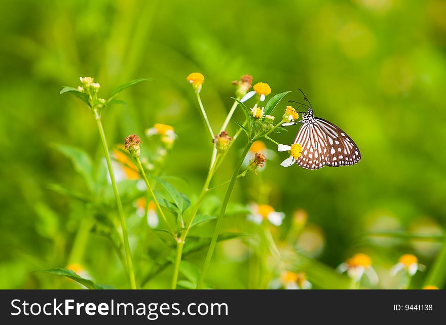 Butterfly Feeding Daisies