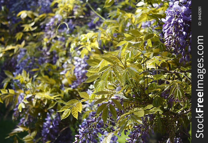 Italian glycine's purple flowers closeup. Italian glycine's purple flowers closeup.
