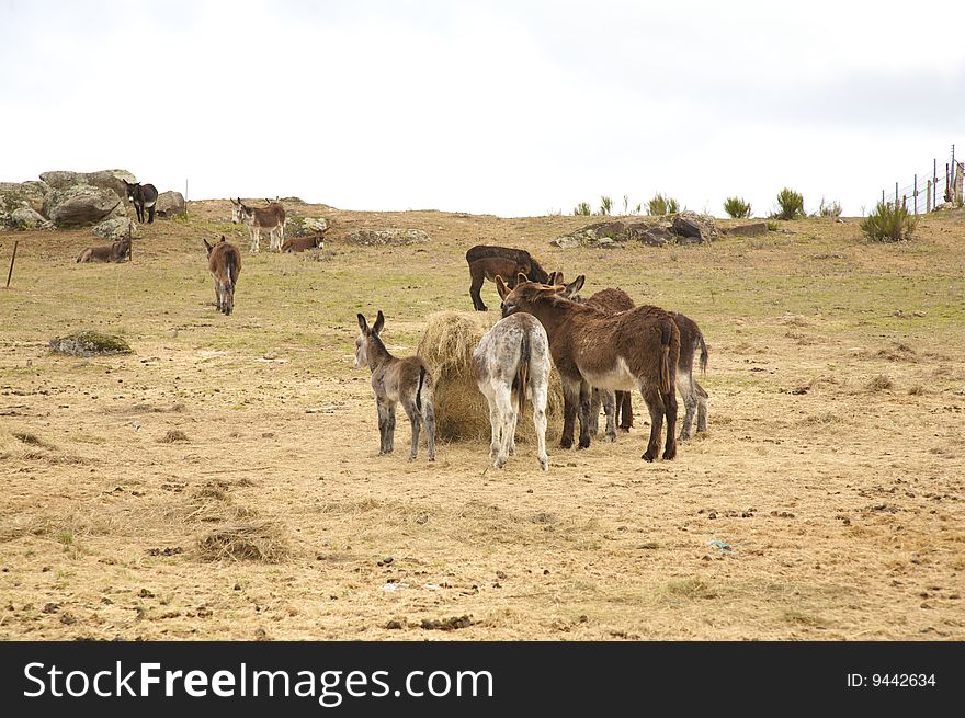 Group of donkeys on the grass at avila spain. Group of donkeys on the grass at avila spain