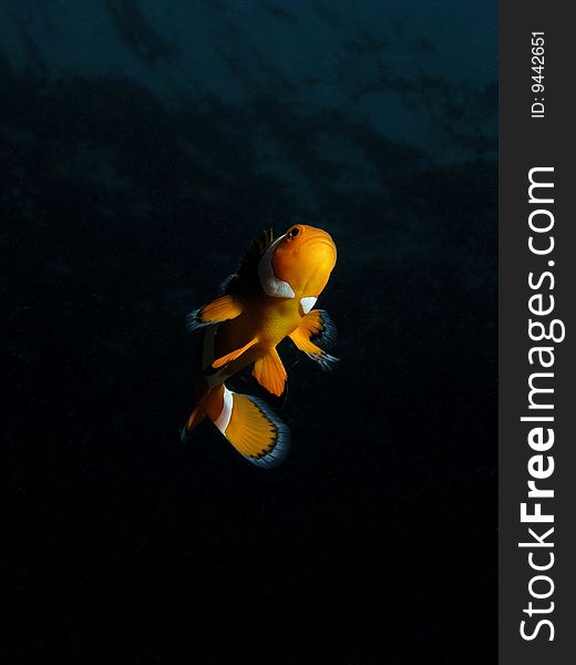 Anemonefish with dark background taken at Redang Island