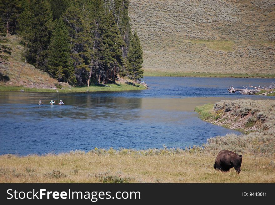 Yellowstone Bison And Fishermen