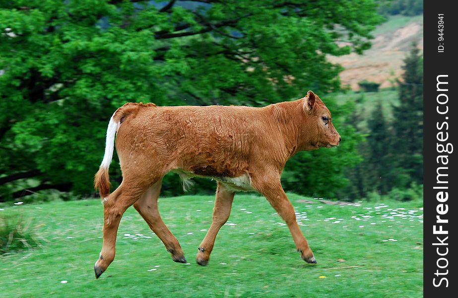 Little calf of a cow on a mountain pasture in Romania. Little calf of a cow on a mountain pasture in Romania.