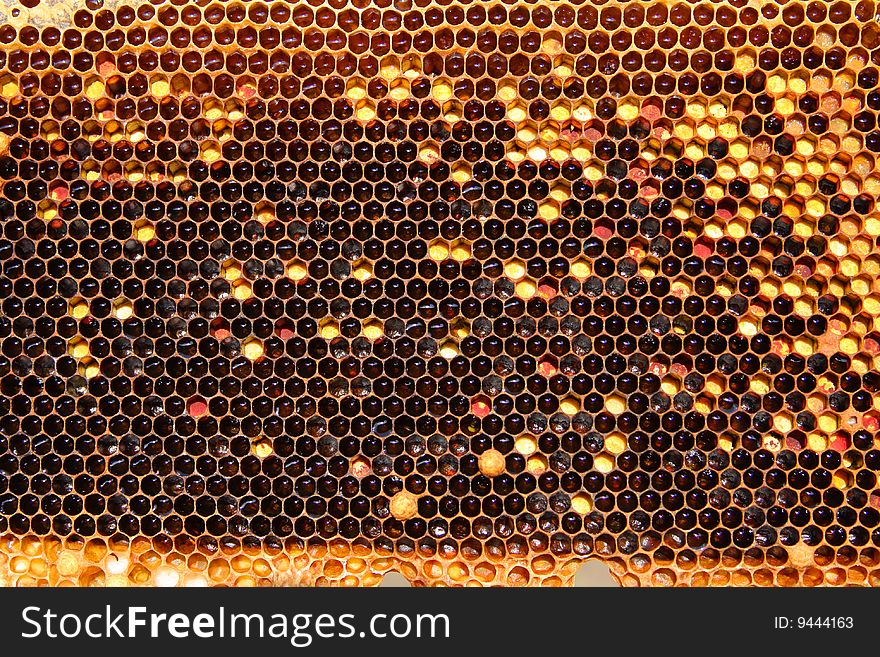 A closeup view of worker bees feverishly working to fill waxed honeycomb with honey. A closeup view of worker bees feverishly working to fill waxed honeycomb with honey.