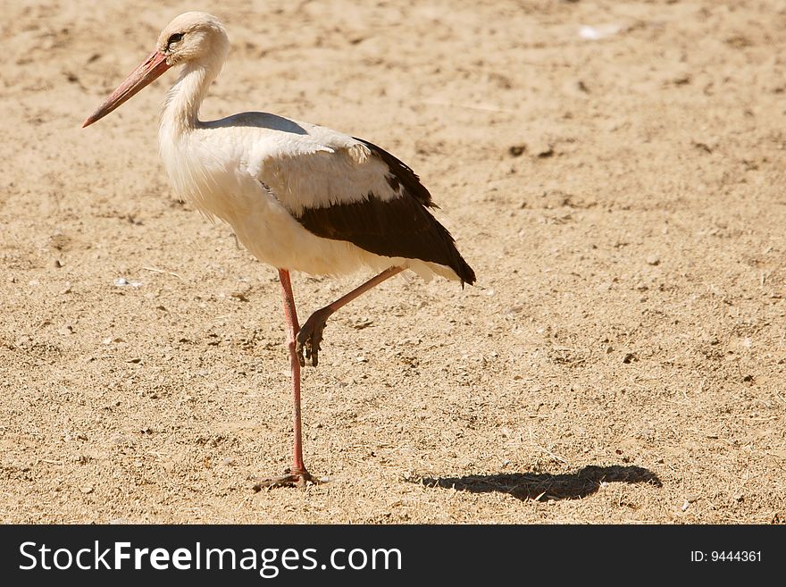 A white stork standing on one legs