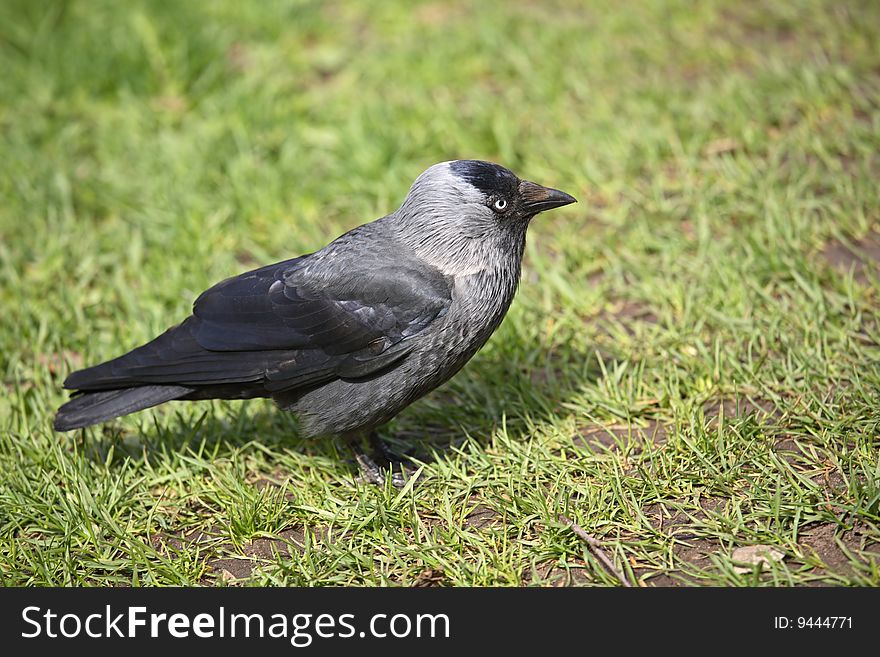 Big black raven walking in the park in spring-time