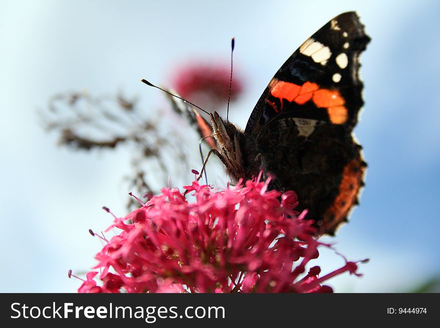 A butterfly perched on a pink flower.